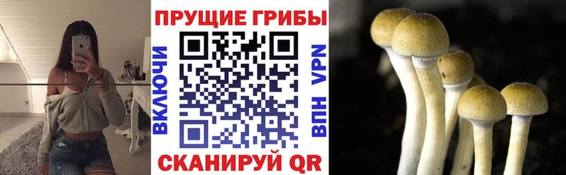 OMG ССЫЛКА  Мураши  Галлюциногенные грибы Psilocybe 